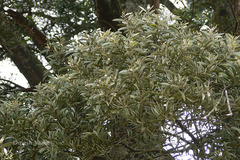 Acacia melanoxylon
